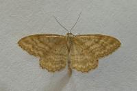 Idaea ochrata