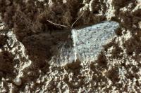 Idaea seriata