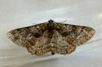 Peribatodes ilicaria ilicaria