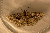 Peribatodes ilicaria ilicaria