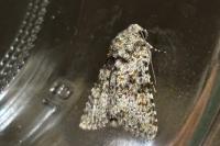 Hecatera dysodea