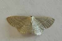 Idaea subsericeata