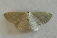 Idaea subsericeata
