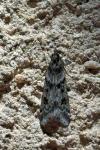 Eudonia angustea