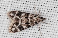 Eudonia delunella