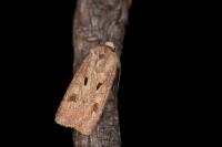 Agrotis exclamationis exclamationis