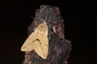 Spilarctia lutea
