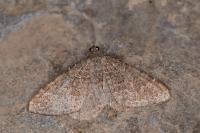 Cataclysme riguata