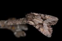 Lacanobia w-latinum