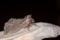 Rhegmatophila alpina