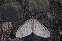 Trichopteryx carpinata