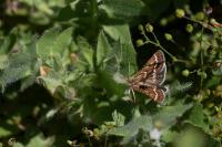 Synaphe bombycalis