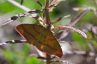 Rhodostrophia calabra