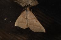 Scotopteryx luridata/mucronata