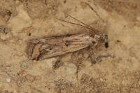 Asalebria florella