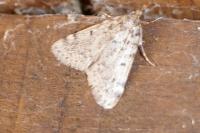 Aglossa pinguinalis
