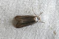 Epimecia ustula