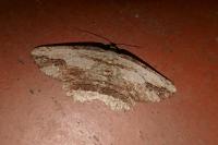 Menophra abruptaria