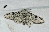 Biston betularia