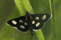 Anania funebris