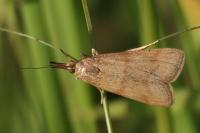 Hypochalcia ahenella