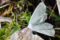 Campaea margaritaria