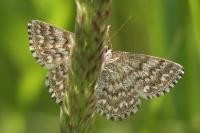 Scopula immorata