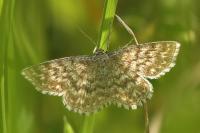 Scopula immorata
