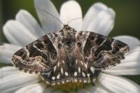 Euclidia mi