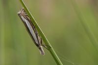 Crambus pascuella