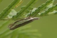 Crambus pascuella