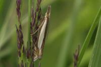 Crambus pascuella