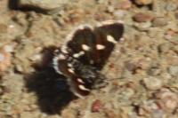 Eurrhypis guttulalis
