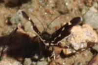 Eurrhypis guttulalis