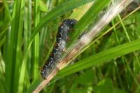 Eriogaster lanestris