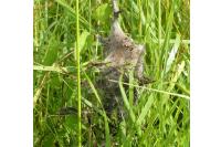 Eriogaster lanestris
