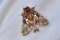 Spatalia argentina