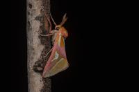 Axia margarita