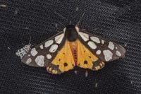 Arctia villica