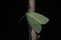 Bena bicolorana