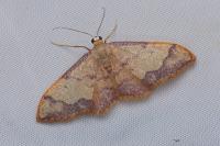 Idaea ostrinaria