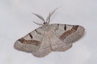 Itame vincularia