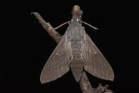 Hyles vespertilio