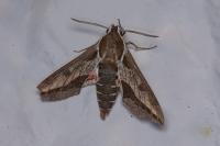 Hyles euphorbiae