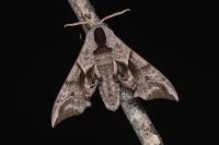 Smerinthus ocellatus ocellatus