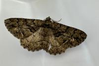 Peribatodes ilicaria ilicaria