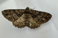 Peribatodes ilicaria ilicaria