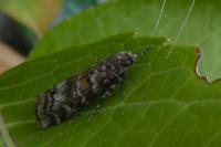 Dioryctria sylvestrella