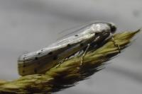 Myelois circumvoluta