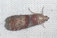 Phycita roborella